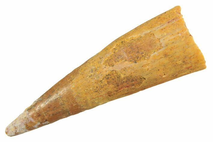 Fossil Pterosaur (Siroccopteryx) Tooth - Morocco #298565